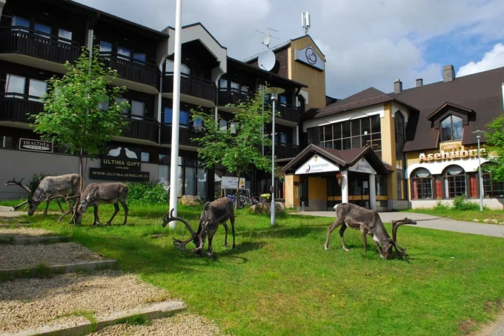 Pet-Friendly Hotels in Finland That Welcome Your Furry Friends