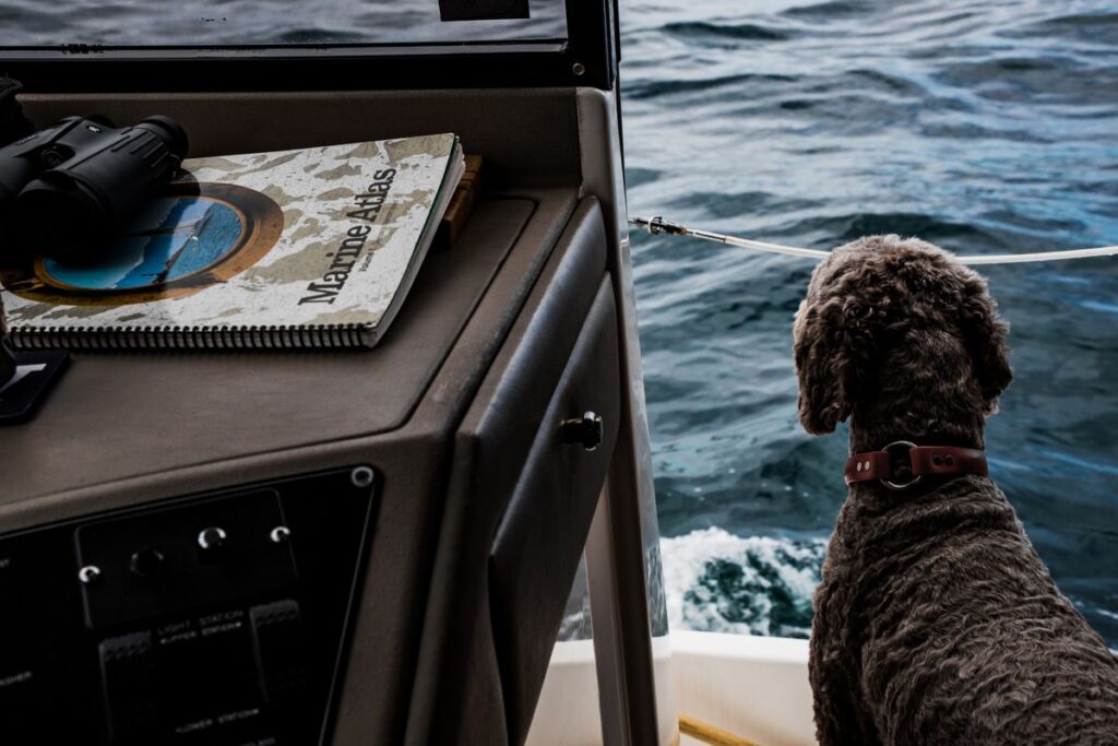 The Ferry Cabins and Kennels That Take a Dog Across to France and Spain Dog looking out at the sea